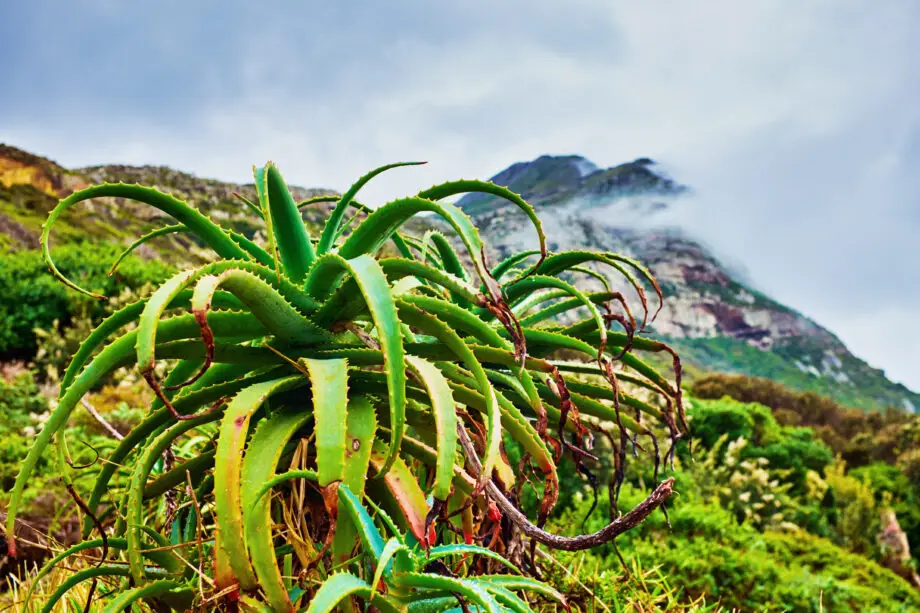 Aloe Ferox Canada