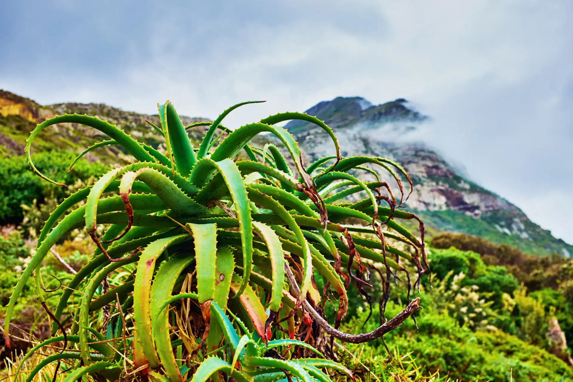 Why Canadians Are Turning to Super Aloe Gel for Year-Round Skin Relief