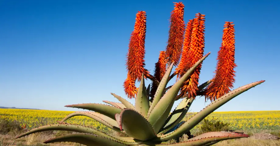 Fresh Aloe Ferox leaves harvested sustainably in South Africa