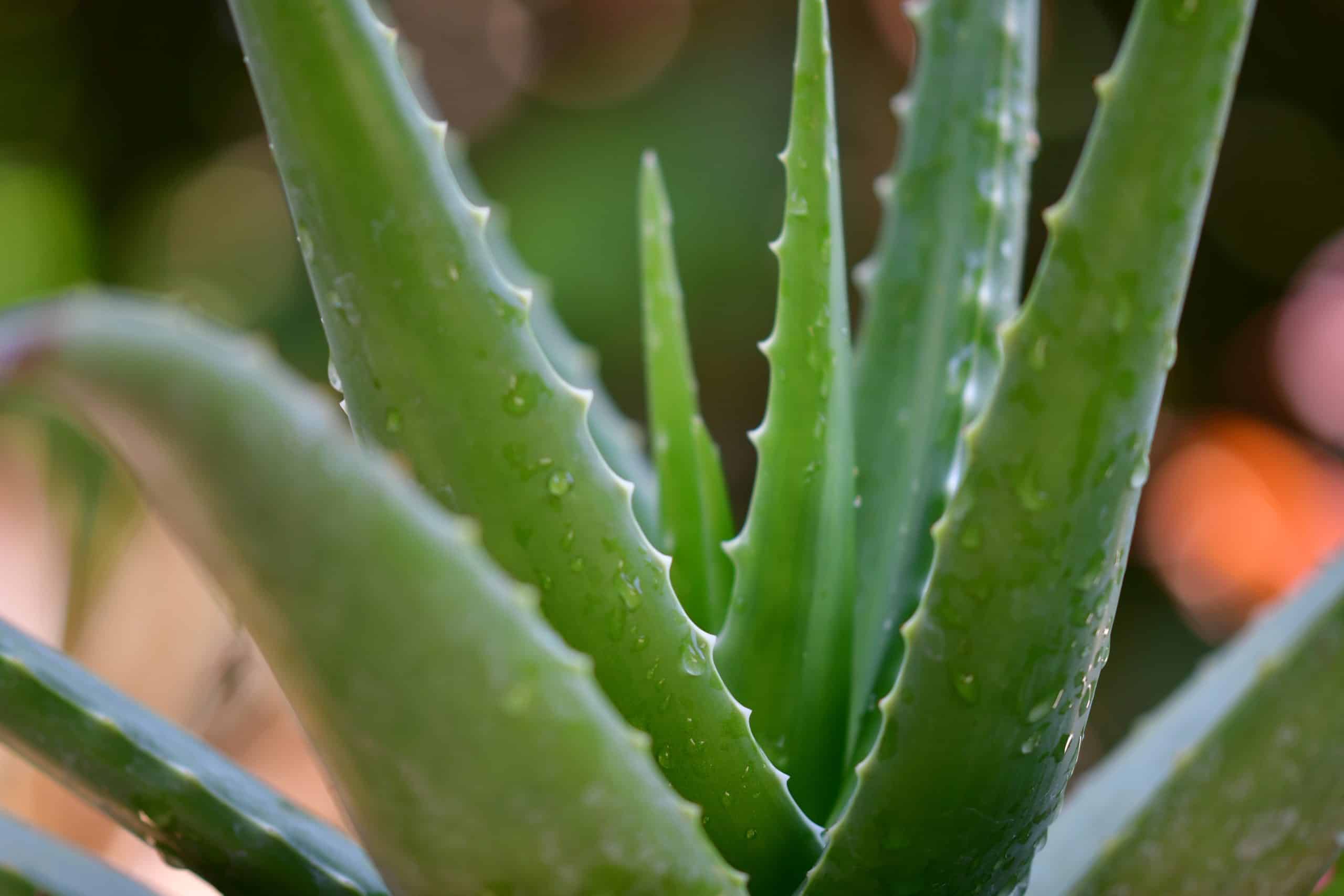 Aloe Ferox vs Aloe Vera: What’s the Difference?