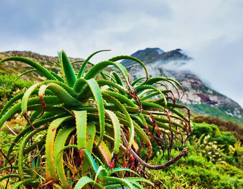 Aloe Ferox Canada