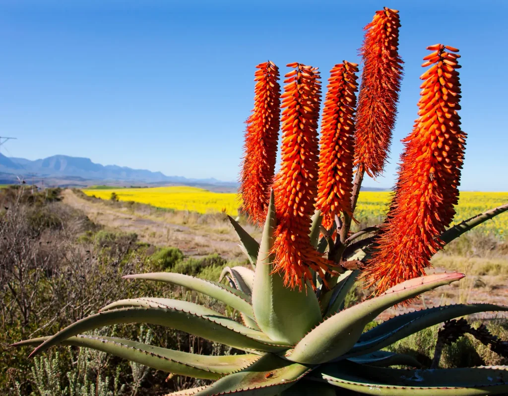 Aloe Ferox plant with background of rapeseed, Garden Route, South Africa. Aloe Ferox is used in many medicines and skin care products, while rapeseed is used to produce canola oil.
